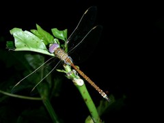 Anaciaeschna jaspidea