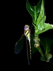 Anaciaeschna jaspidea