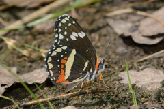 Chlosyne lacinia crocale