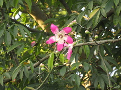 Ceiba speciosa