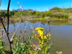 Senecio lanceus