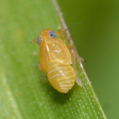 Flavoclypeus andromedus
