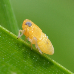 Flavoclypeus andromedus