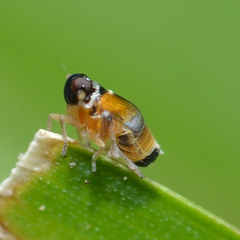 Flavoclypeus andromedus