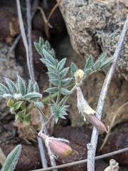 Astragalus nuttallianus austrinus
