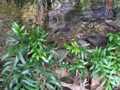 Stenochlaena palustris