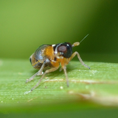 Flavoclypeus andromedus