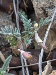 Astragalus nuttallianus austrinus