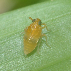 Flavoclypeus andromedus