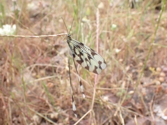 Nemoptera sinuata