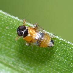 Flavoclypeus andromedus