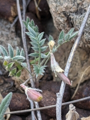 Astragalus nuttallianus austrinus