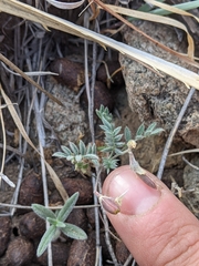 Astragalus nuttallianus austrinus