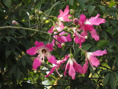 Ceiba speciosa