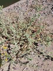Atriplex elegans