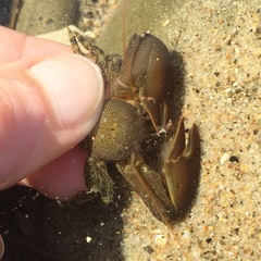 Petrolisthes cabrilloi