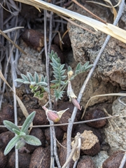 Astragalus nuttallianus austrinus