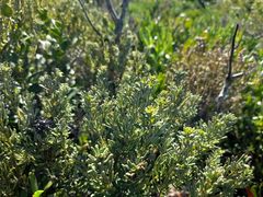 Indigofera sulcata