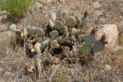 Opuntia basilaris brachyclada