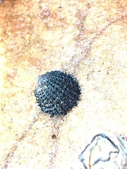 Bostrycapulus odites