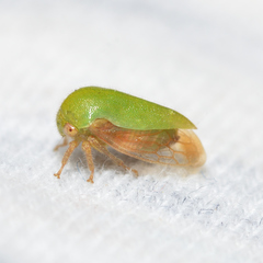 Ophiderma evelyna