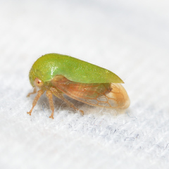 Ophiderma evelyna