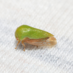 Ophiderma evelyna