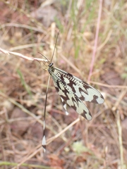 Nemoptera sinuata