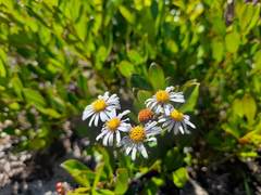 Felicia erigeroides