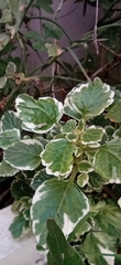 Coleus forsteri