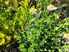 Felicia erigeroides