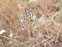 Nemoptera sinuata