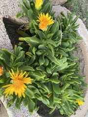 Glottiphyllum