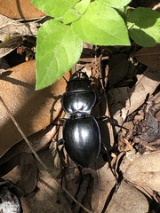 Pasimachus punctulatus