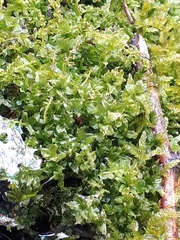 Bryophyta