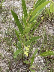 Asimina angustifolia
