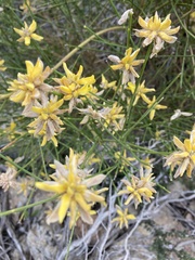 Genista umbellata