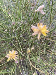 Genista umbellata