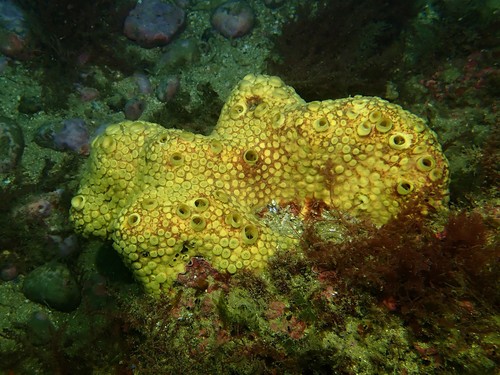 Sulphur Boring Sponge, photo 4 of 9