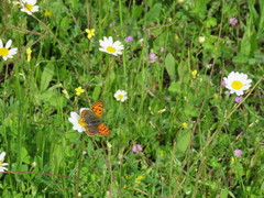 Lycaena bleusei