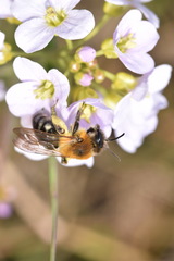 Andrena nitida