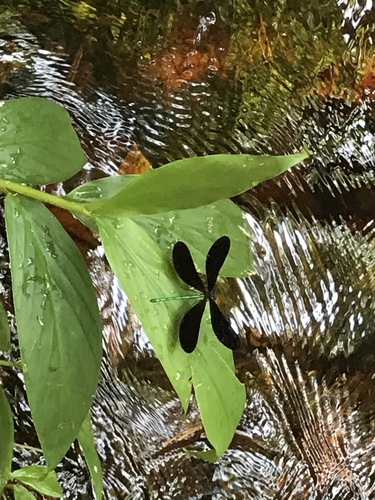 Calopterygidae image