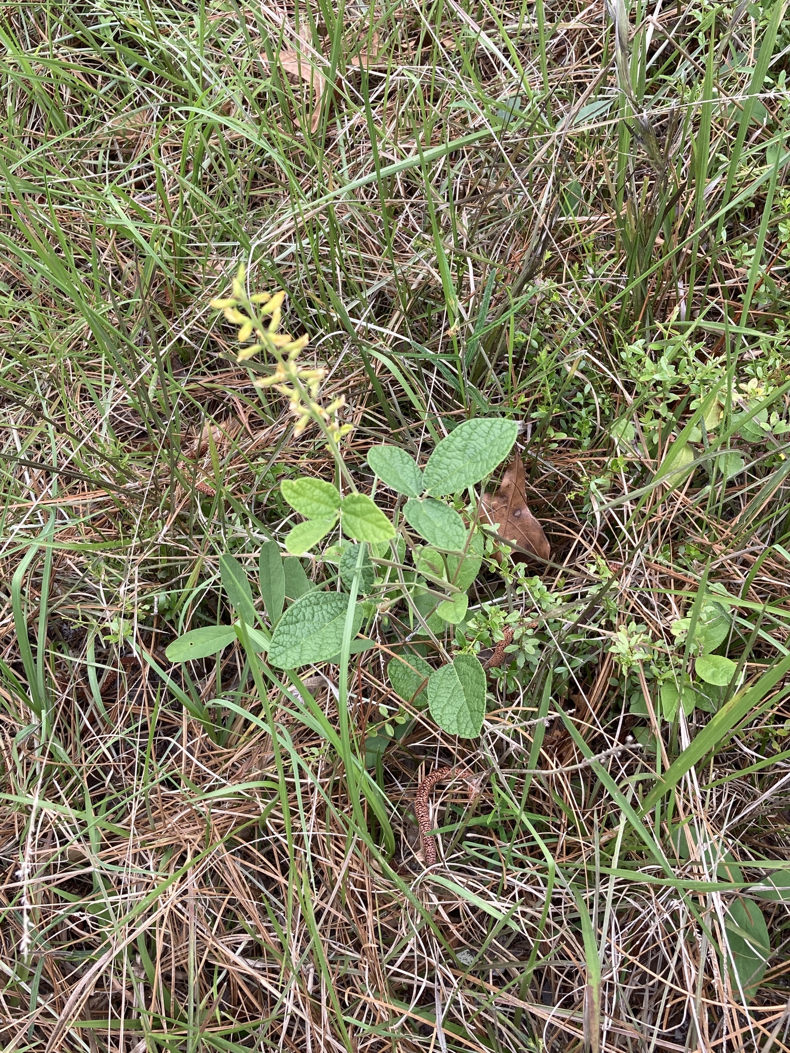 Rhynchosia tomentosa var. mollissima