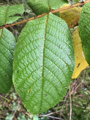 Juglans neotropica