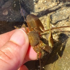 Petrolisthes cabrilloi