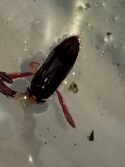 Hesperocorixa brimleyi