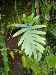 Phlebodium pseudoaureum