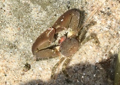 Petrolisthes cabrilloi