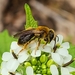Cherry Mining Bee - Photo (c) Rebecca Gelernter, some rights reserved (CC BY-NC-SA), uploaded by Rebecca Gelernter
