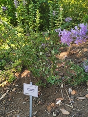 Thorncroftia succulenta